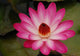 Tropical Water Lilies