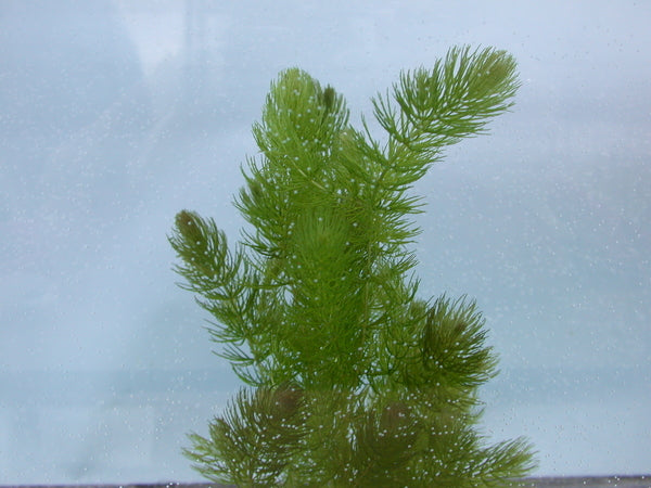 Hornwort/Coontail (Ceratophyllum Demersum) Unbanded - Minimum Qty. 6
