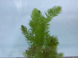 Hornwort/Coontail (Ceratophyllum Demersum) Unbanded - Minimum Qty. 6