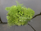 Ceratopteris Thalicroides Form Cornuta 'Floating Fern' Medium - Minimum Order Qty. 6