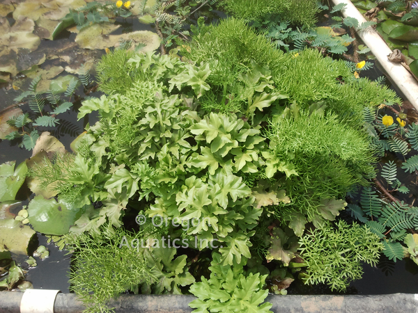 Ceratopteris Thalicroides Form Cornuta 'Floating Fern' Large - Minimum Order Qty. 5