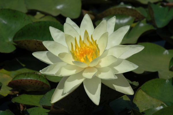 Charlene Strawn - Light Yellow Hardy Lily (Bare Root) - Minimum Qty. 3 Per Variety