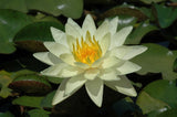 Charlene Strawn - Light Yellow Hardy Lily (Bare Root) - Minimum Qty. 3 Per Variety