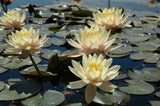 Clyde Ikens - Double Peach Hardy Lily (Bare Root) - Minimum Qty. 3 Per Variety