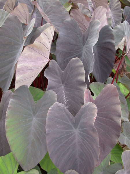 Colocasia Esculenta 'Black Magic Taro' (Bare Root) - Minimum Order Qty. 3 Per Variety