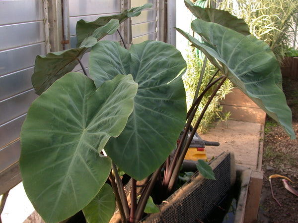 Colocasia Esculenta (Fontanesia) 'Black/Violet Stem Taro' (Bare Root) - Minimum Order Qty. 3 Per Variety