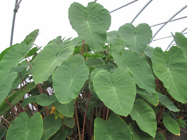 Colocasia Esculenta 'Pink China' Taro (Bare Root) - Minimum Order Qty. 3 Per Variety