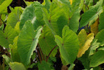 Colocasia Esculenta 'Elena' Chartreuse Yellow Taro (Bare Root) - Minimum Order Qty. 5 Per Variety