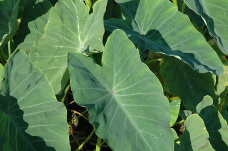 Colocasia Esculenta 'Green Taro' Elephant Ear (Bare Root) - Minimum Order Qty. 3 Per Variety