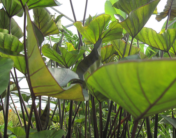 Colocasia Esculenta 'Tea Cup' Taro (Bare Root) - Minimum Order Qty. 3 Per Variety