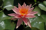 Colorado - Salmon Hardy Lily (Bare Root) - Minimum Qty. 3 Per Variety