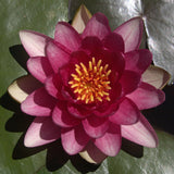 Conqueror - Deep Red Hardy Lily (Bare Root) - Minimum Qty. 3 Per Variety
