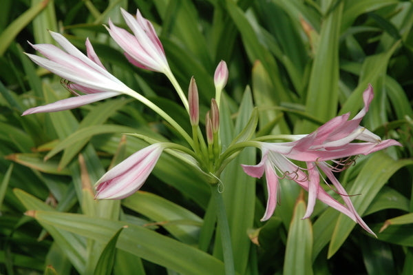 Crinum - 'Hannibal's Dwarf' Pink Flowers (Bare Root) - Minimum Qty. 5 Per Variety