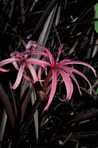 Crinum - 'Menehune' Red Bog Lily (Bare Root) - Minimum Qty. 6 Per Variety