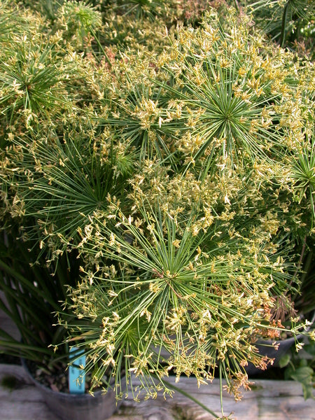 Cyperus Haspan 'Dwarf Papyrus' (Bare Root) - Minimum Order Qty. 6 Per Variety