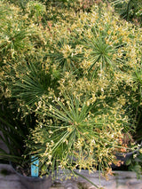 Cyperus Haspan 'Dwarf Papyrus' (Bare Root) - Minimum Order Qty. 6 Per Variety