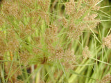 Cyperus Longus 'Umbrella Grass' (Bare Root) - Minimum Order Qty. 5 Per Variety