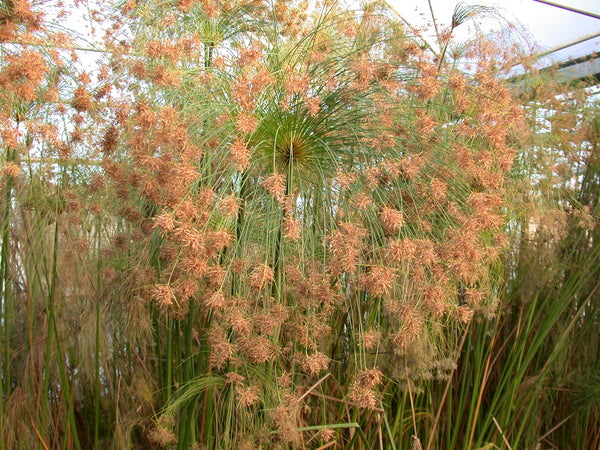 Cyperus Papyrus 'Egyptian Paper Plant' (Bare Root) - Minimum Order Qty. 6 Per Variety