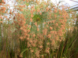 Cyperus Papyrus 'Egyptian Paper Plant' (Bare Root) - Minimum Order Qty. 6 Per Variety