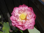 'Double Rose' Lotus - Double Pink Large (Bare Root Tuber) - Min Qty. 3 Per Variety