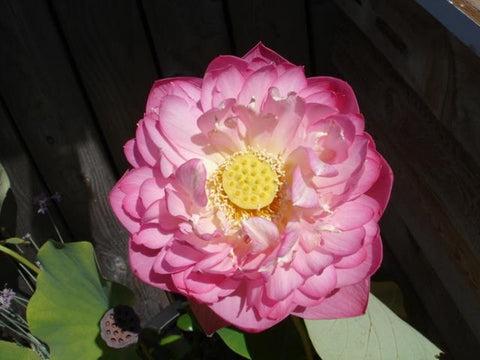 'Double Rose' Lotus - Double Pink Large (Bare Root Tuber) - Min Qty. 3 Per Variety