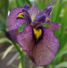 Iris Pseudata 'Yasha' (Bare Root) - Minimum Qty. 6 Per Variety