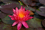 Wanvisa - Pink/Orange/Yellow Hybrid Hardy Lily (Bare Root) - Minimum Qty. 3 Per Variety