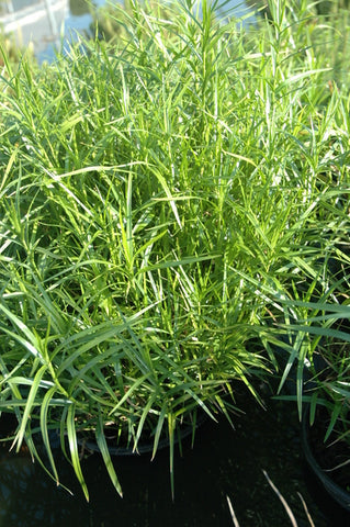 Dulichium Arundinaceum 'Dwarf Bamboo' (Bare Root) - Minimum Qty. 5 Per Variety
