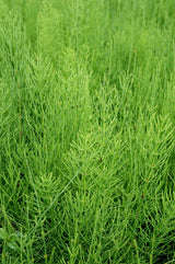 Equisetum Diffusum - 'Dwarf Ponytail' (Bare Root) - Minimum Qty. 6 Per Variety