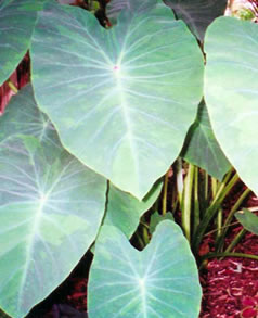 Colocasia Esculenta 'Chicago Harlequin' Taro (Bare Root) - Minimum Order Qty. 3 Per Variety