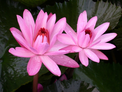 'Mrs Emily Grant Hutchings' - Pink Night Blooming Tropical Lily (Bare Root)