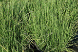 Equisetum Scirpoides - 'Dwarf Horsetail' (Bare Root) - Minimum Qty. 6 Per Variety