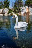 Aquascape Floating Swan Decoy (Coming Soon)