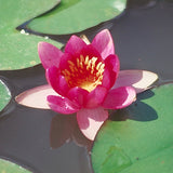 Froebeli - Small Red Hardy Lily (Bare Root) - Minimum Qty. 3 Per Variety