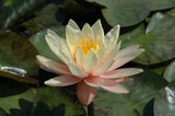 Georgia Peach  - Peach Hardy Lily (Bare Root) - Minimum Qty. 3 Per Variety
