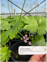 Darmera Peltata - 'Indian Rhubarb' (Bare Root) - Minimum Qty. 5 Per Variety