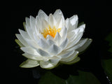 Gonnere - Double White Hardy Lily (Bare Root) - Minimum Qty. 3 Per Variety