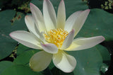 'Green Maiden' Lotus - Single + Changeable Light Pink to Cream (Bare Root Tuber) - Min Qty. 2 Per Variety