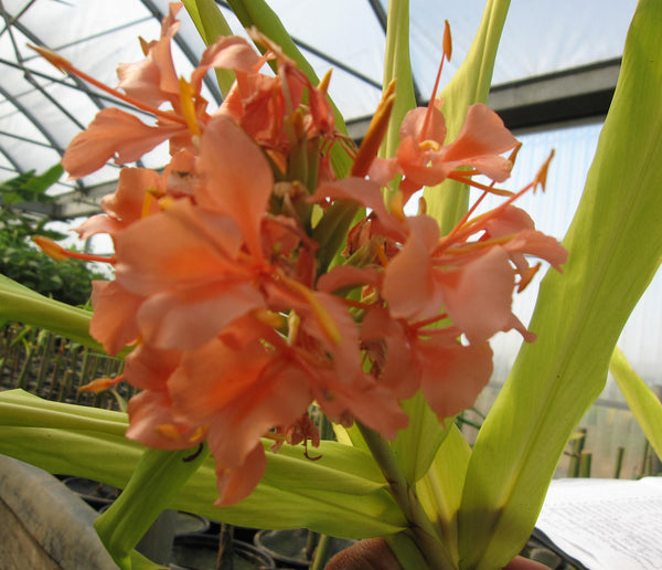 Hedychium Coronarium Elizabeth 'Pink Butterfly Ginger' (Bare Root) - Minimum Qty. 5 Per Variety