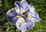 Iris Ensata 'Hegira' (Bare Root) - Minimum Qty. 5 Per Variety