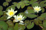'Helvola Pygmy' - Tiny Yellow Hybrid Hardy Lily (Bare Root) - Minimum Qty. 3 Per Variety