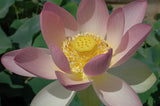 'Hindu' Lotus - Single Light Pink to Cream (Bare Root Tuber) - Min Qty. 3 Per Variety
