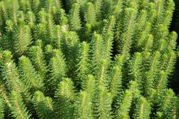 Hippuris Species 'Feathery Mare's Tail' (Bare Root) - Minimum Qty. 5 Per Variety