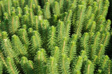 Hippuris Species 'Feathery Mare's Tail' (Bare Root) - Minimum Qty. 5 Per Variety