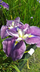 Iris Ensata 'Hue & Cry' (Bare Root) - Minimum Qty. 5 Per Variety