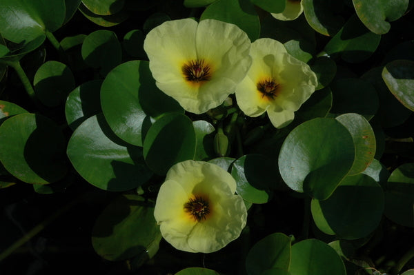 Hydrocleys Nymphoids 'Water Poppy' (Bare Root) - Minimum Qty. 6 Per Variety