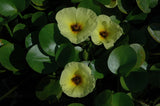 Hydrocleys Nymphoids 'Water Poppy' (Bare Root) - Minimum Qty. 6 Per Variety