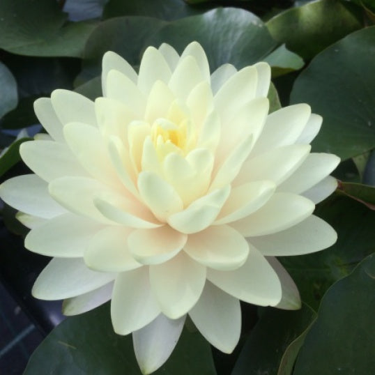 Lemon Meringue - Yellow Hardy Lily (Bare Root) - Minimum Qty. 2 Per Variety (NEW) (EXCLUSIVE)