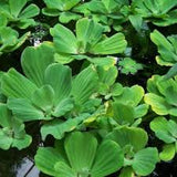 'Blue Cloud' Water Lettuce - Minimum Order Qty. 6
