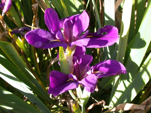 Iris Louisiana 'Black Gamecock' Dark Purple (Bare Root) - Minimum Qty. 5 Per Variety